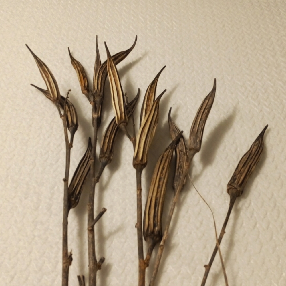 Dried okra pots for crafts